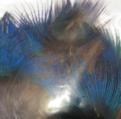 Peacock blu neck Terskibereg